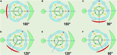 Prophyll in Monocots: The Starting Point of Lateral Shoot Phyllotaxis